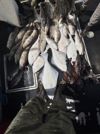 A variety of fish, including flounder and cod, laid out on the deck of a fishing boat, showcasing a successful catch.