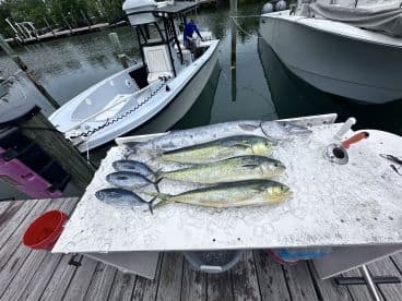 A selection of Mahi Mahi and other species displayed on ice at a dock, with a boat visible in the background, showcasing a successful fishing trip.
