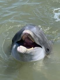 A close-up of a dolphin's face breaking the surface of the water, showcasing its playful nature.
