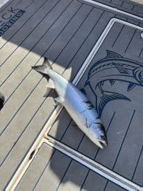 A large Silver Salmon displayed on the deck of a fishing boat, showcasing a successful catch during a fishing trip.