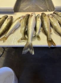 A selection of freshly caught Walleye displayed on a cleaning table, showcasing a successful fishing trip.