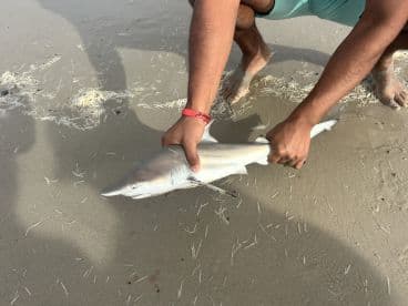 Angler holding a small shark on the beach, showcasing a successful catch during a coastal fishing outing.