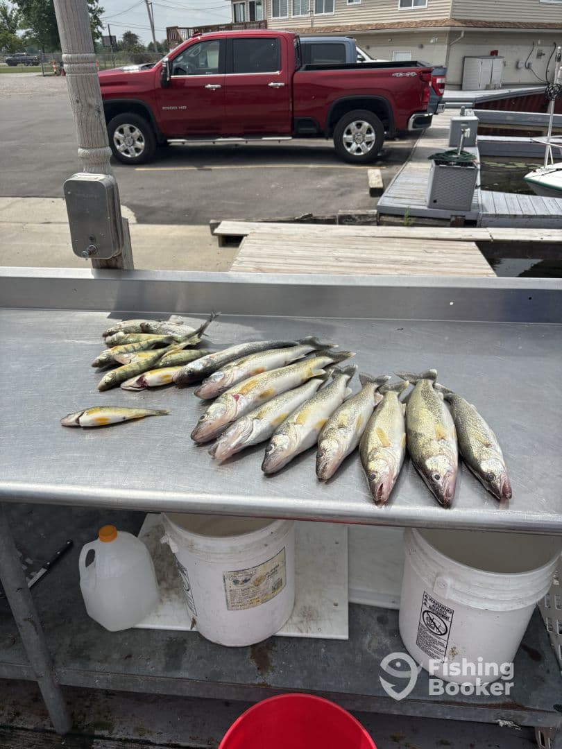 A variety of freshly caught fish displayed on a cleaning station, showcasing a successful fishing trip at a dock.
