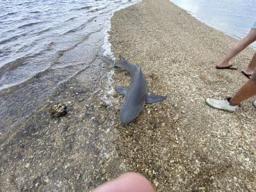 A shark is seen near the shoreline, with a person walking in the background. The image captures a fishing environment but lacks clarity.