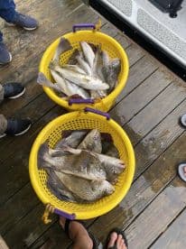Two baskets filled with various fish species, including trout and drum, resting on a dock after a successful fishing trip.