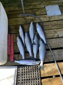 A collection of freshly caught fish laid out on a dock, showcasing a successful fishing trip.