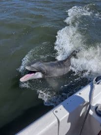 A playful dolphin swimming alongside the boat, creating splashes in the water.