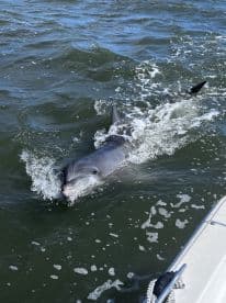 A dolphin swimming in the water, creating splashes, likely encountered during a fishing trip.