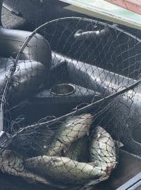 A net filled with several Bass resting in a fishing boat, showcasing the catch from a recent outing.