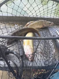 Two Walleye resting in a net on a fishing boat, showcasing a successful catch during a freshwater fishing trip.