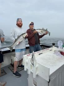 Two anglers proudly displaying their catch of striped bass aboard a fishing boat, showcasing a successful day on the water.