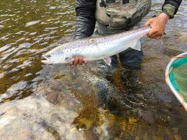 Angler holding a large Steelhead trout in a river, showcasing a successful catch during a freshwater fishing trip.