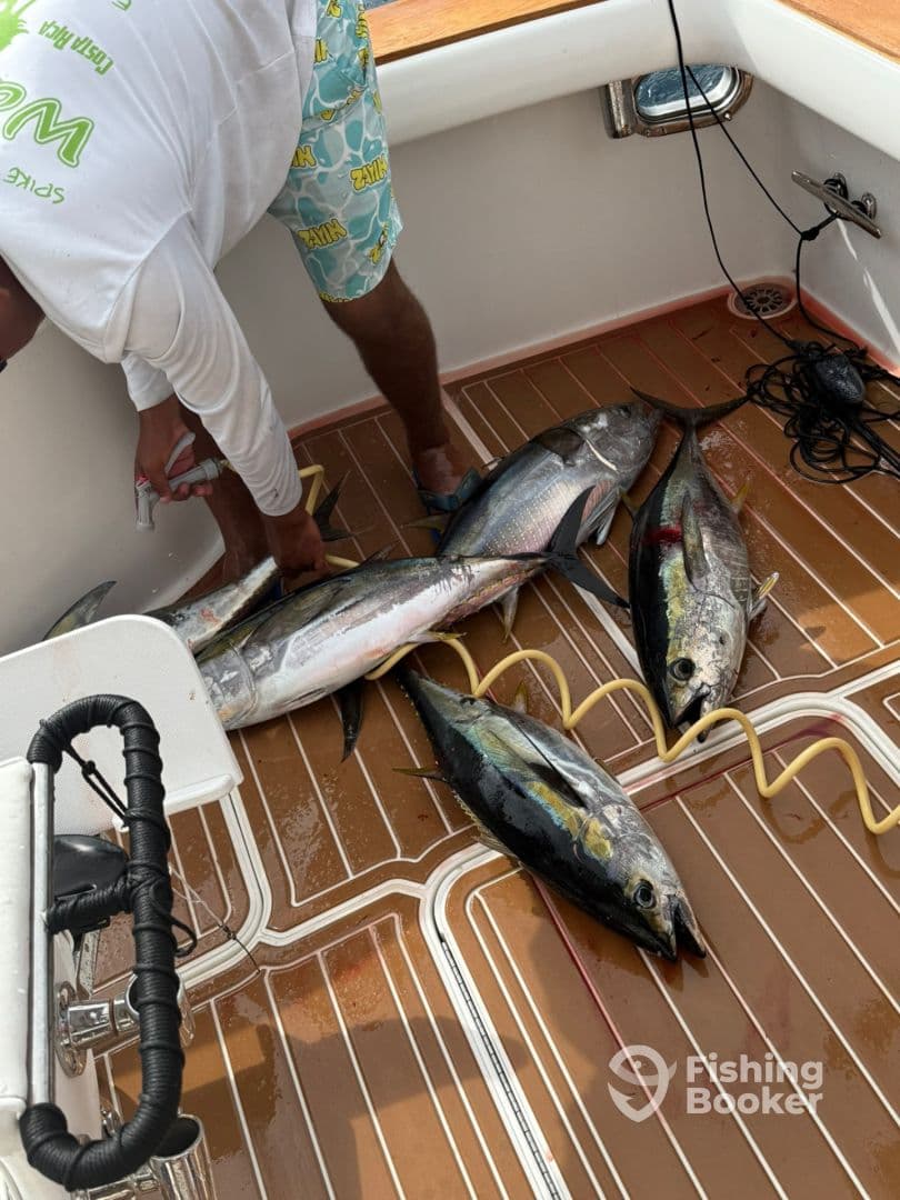 A fisherman preparing several large Tuna on the deck of a sport fishing boat, showcasing a successful catch from a deep-sea fishing trip.