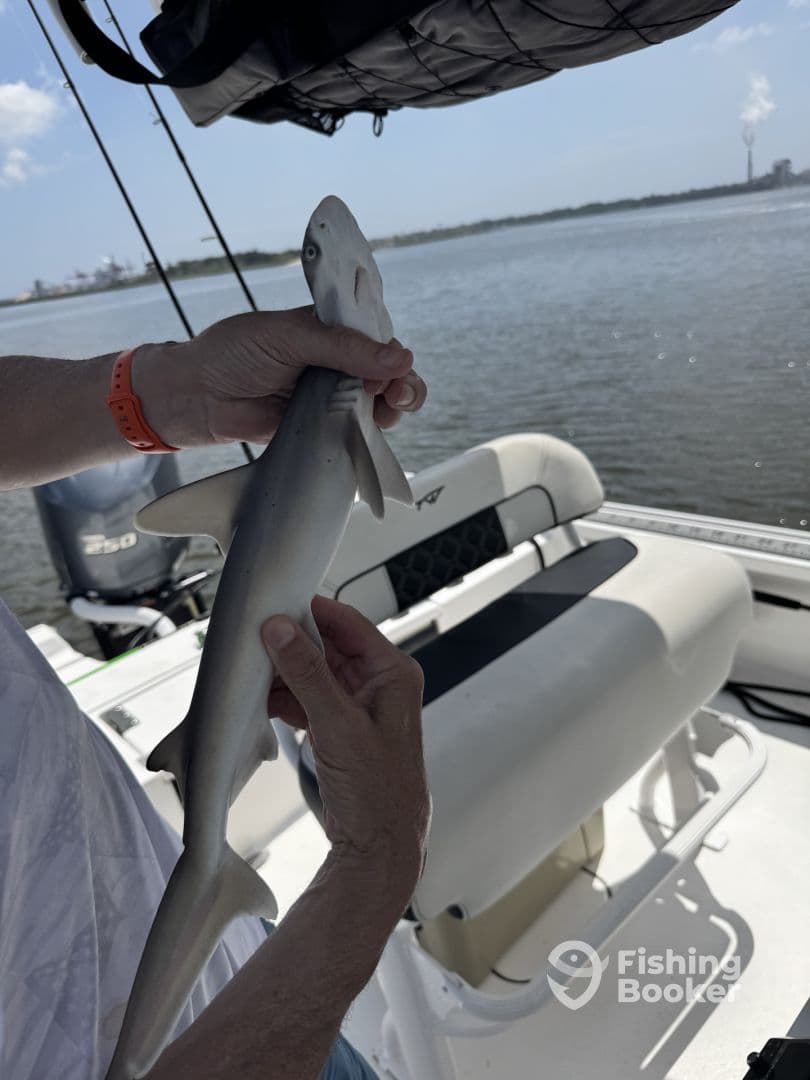 Angler holding a small shark while on a fishing boat, showcasing a successful catch during a day on the water.