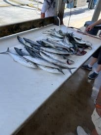 A variety of fish, including Mackerel, displayed on a cleaning table at a dock, showcasing a successful fishing trip.
