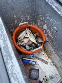 A basket filled with freshly caught fish, including striped bass, stored in a cooler on a fishing boat.