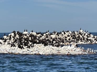A large gathering of various bird species on rocky outcroppings in a coastal environment, showcasing a natural habitat.