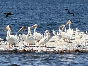 A group of pelicans and other seabirds gathered on a rocky outcrop in the water, showcasing the natural wildlife of the fishing environment.