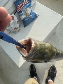 An angler using pliers to handle a large fish, likely a bass, while standing on a boat deck.