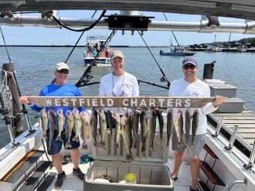 Three anglers proudly displaying their catch of Walleye on a charter boat, showcasing a successful fishing trip.
