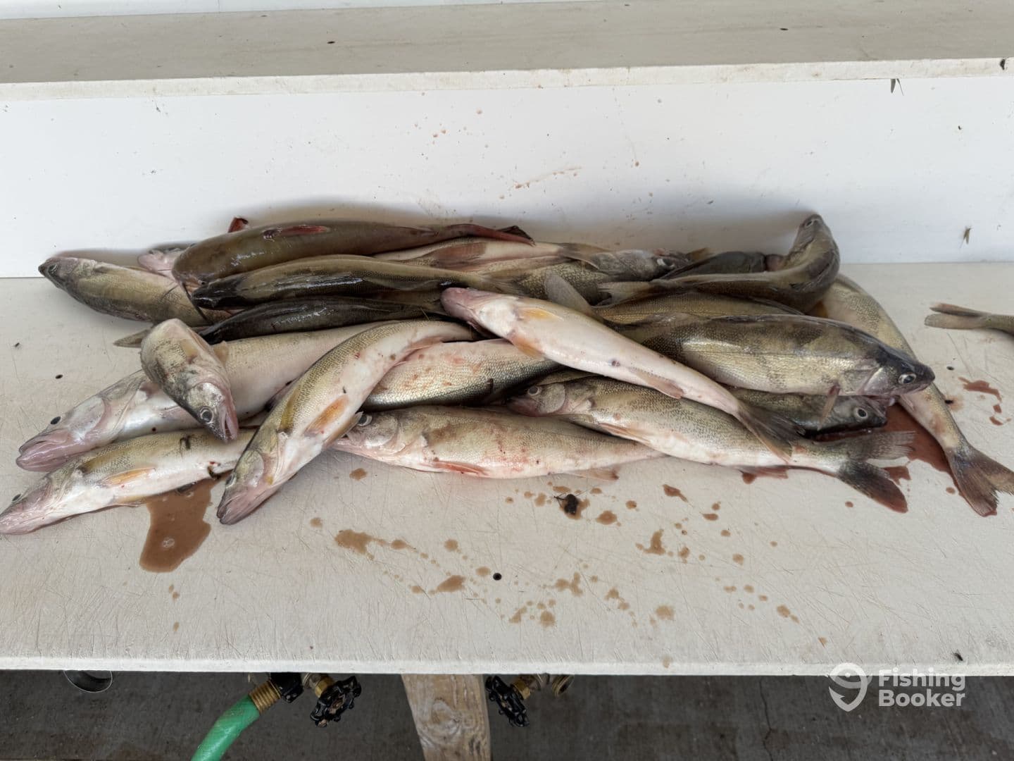 A variety of freshly caught fish displayed on a cleaning table, showcasing a successful fishing trip.