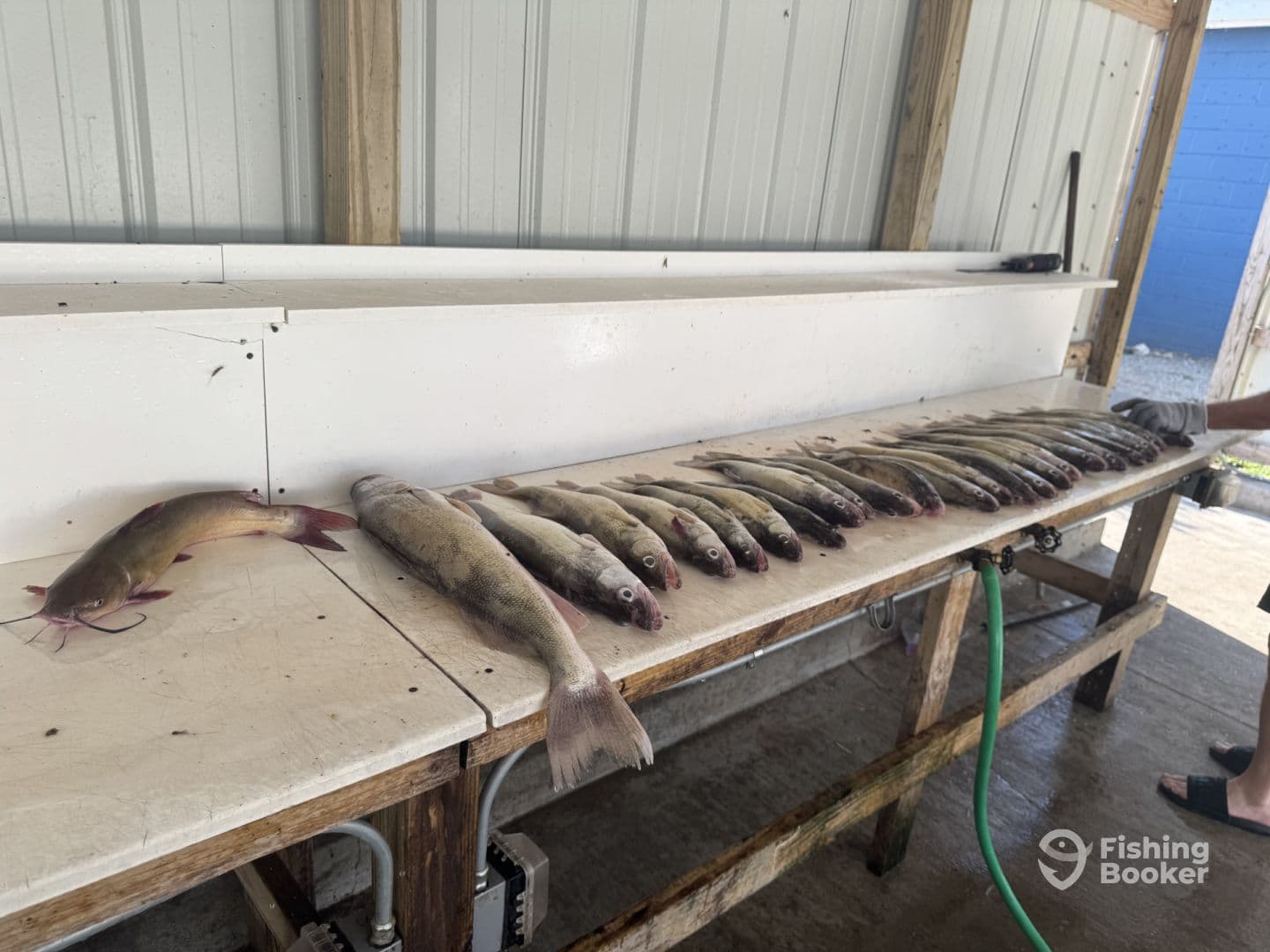 A variety of fish, including catfish and walleye, neatly arranged on a cleaning station, showcasing a successful fishing trip.