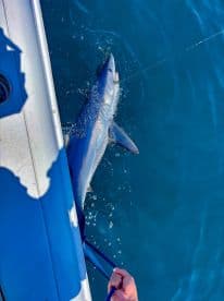 A shark is being reeled in during an exciting fishing trip, showcasing the thrill of deep-sea fishing.