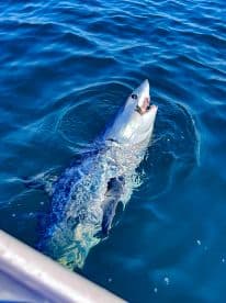 A large shark is being reeled in during a deep-sea fishing trip, showcasing the excitement of sport fishing in open waters.