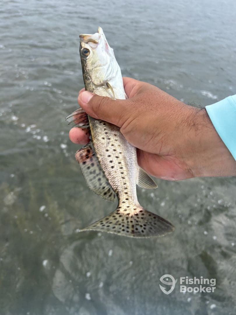 Angler holding a Speckled Trout while fishing in shallow waters, showcasing a successful catch.