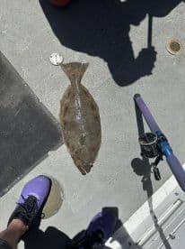 A flatfish, likely a Flounder, displayed on the deck of a fishing boat, showcasing the catch during a fishing trip.