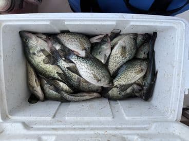 A cooler filled with a large catch of Crappie, showcasing a successful fishing trip.