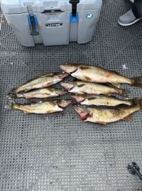A collection of freshly caught Walleye laid out on a dock, showcasing a successful fishing trip.