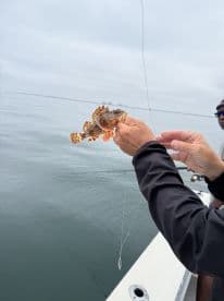 An angler holding a colorful Scorpaenidae (scorpionfish) while fishing on a calm day, showcasing the unique features of the species.