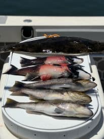 A variety of fish including a large Flounder and several Snappers displayed on a cleaning table, showcasing a successful fishing trip.