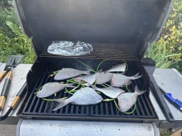 Grilling several fish on a barbecue with green onions, set in a garden environment.