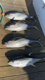Four Yellowfin Tuna displayed on a dock, showcasing a successful offshore fishing trip.