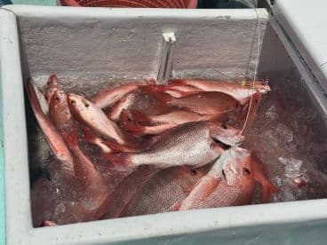 A cooler filled with freshly caught Snapper, showcasing a successful fishing trip.