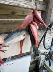 A variety of fish, including Red Snapper and a larger species, are displayed on a catch board, showcasing a successful fishing trip.
