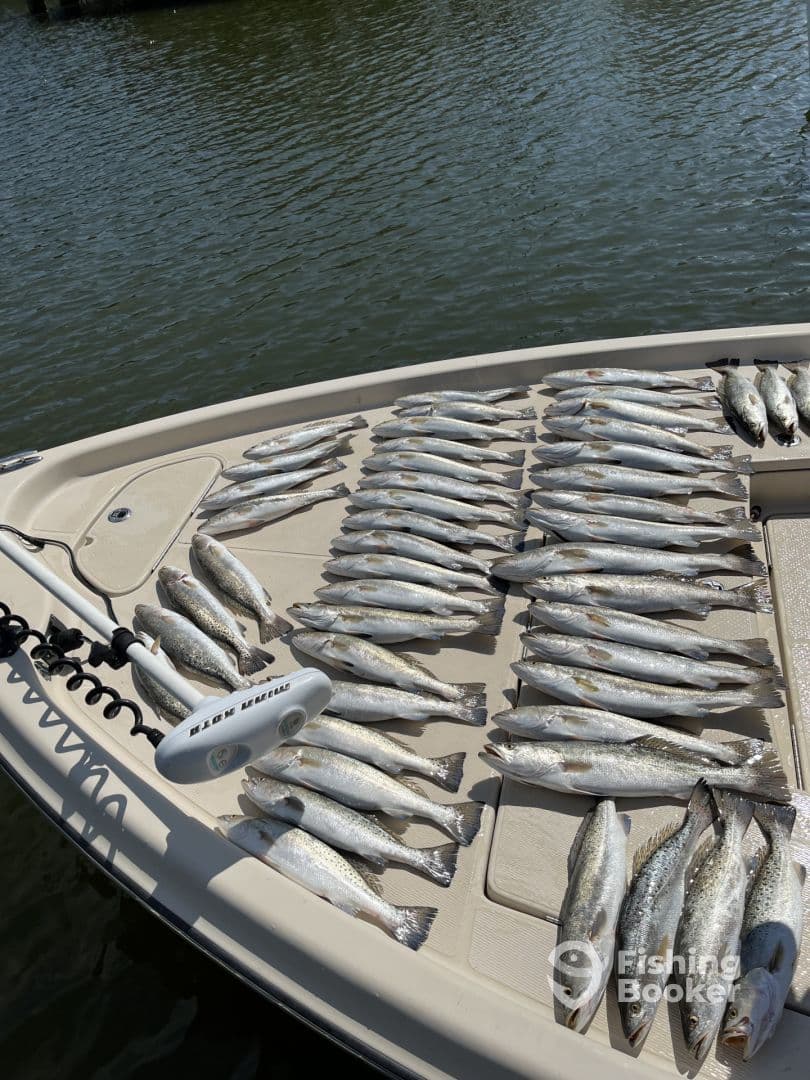 A well-arranged display of multiple Speckled Trout on the deck of a boat, showcasing a successful fishing trip.