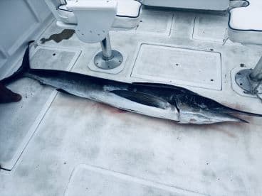 A large Marlin displayed on the deck of a fishing boat, showcasing a successful deep-sea fishing trip.