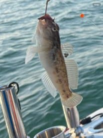 A small fish is caught on a hook while fishing, showcasing the excitement of the catch in a serene water environment.