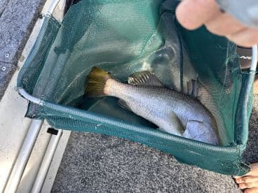 A large fish resting in a mesh storage bag on a boat, showcasing the catch from a recent fishing trip.