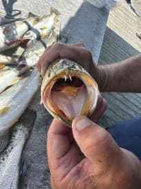 A fisherman displaying a large fish, showcasing its mouth and teeth, with several other fish visible in the background on a dock.