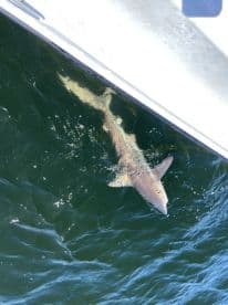 A shark swimming near the boat, captured from above in clear water.
