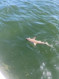 A shark is seen breaking the surface of the water during an exciting fishing trip, showcasing the thrill of saltwater fishing.