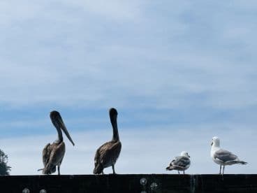A group of pelicans and seagulls perched on a dock, set against a cloudy sky, capturing a serene moment in a coastal environment.