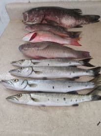 A variety of fish including Barracuda and Snapper laid out on a cleaning table, showcasing a successful fishing trip.