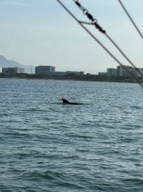 A dolphin is spotted swimming in the water near a coastal area, with buildings visible in the background.