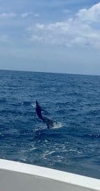A marlin leaps out of the water during an exciting offshore fishing trip, showcasing the thrill of deep-sea angling.