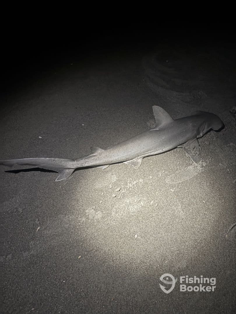 A small shark resting on the sandy beach at night, showcasing the unique fishing experience in coastal waters.